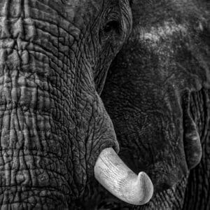 Duncan Phillips Irene Amiet Photography