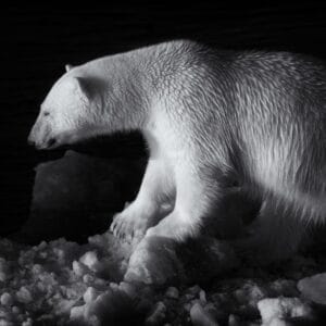 Duncan Phillips Irene Amiet Photography