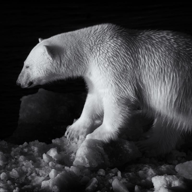 Duncan Phillips Irene Amiet Photography