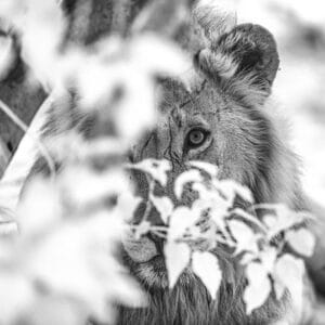 Duncan Phillips Irene Amiet Photography