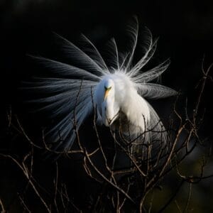 Irene Amiet Photographer