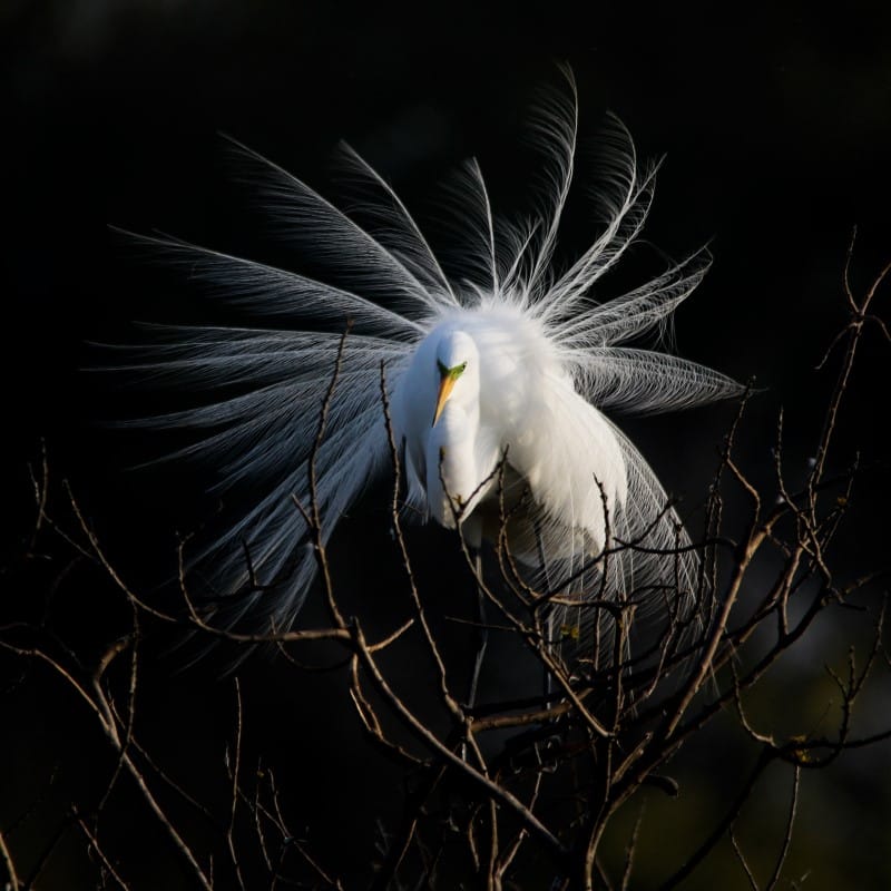 Irene Amiet Photographer