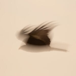 Irene Amiet Photographer