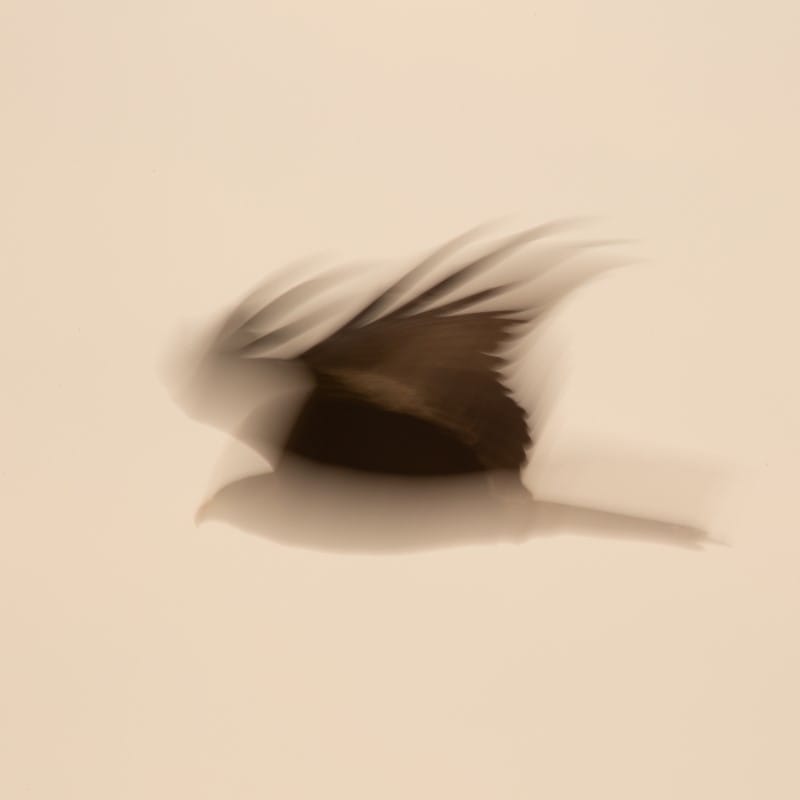 Irene Amiet Photographer