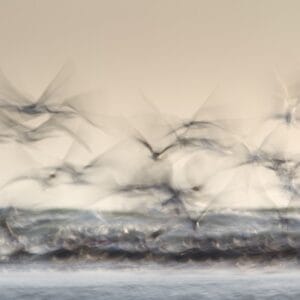 Irene Amiet Photographer